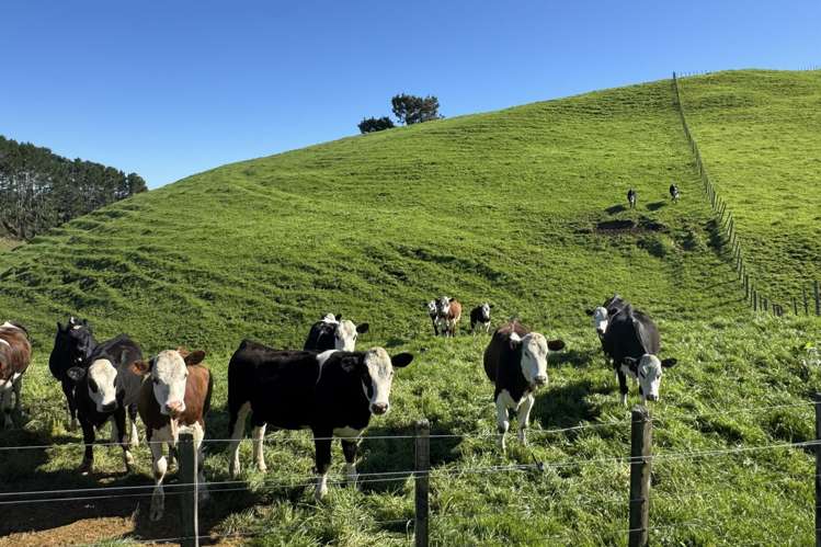 161 Veale Road Otorohanga_6