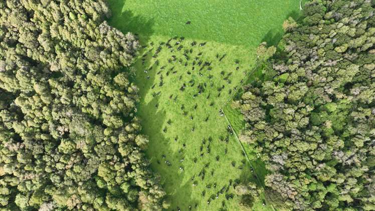 1807 Kahutara Road Kahutara_19