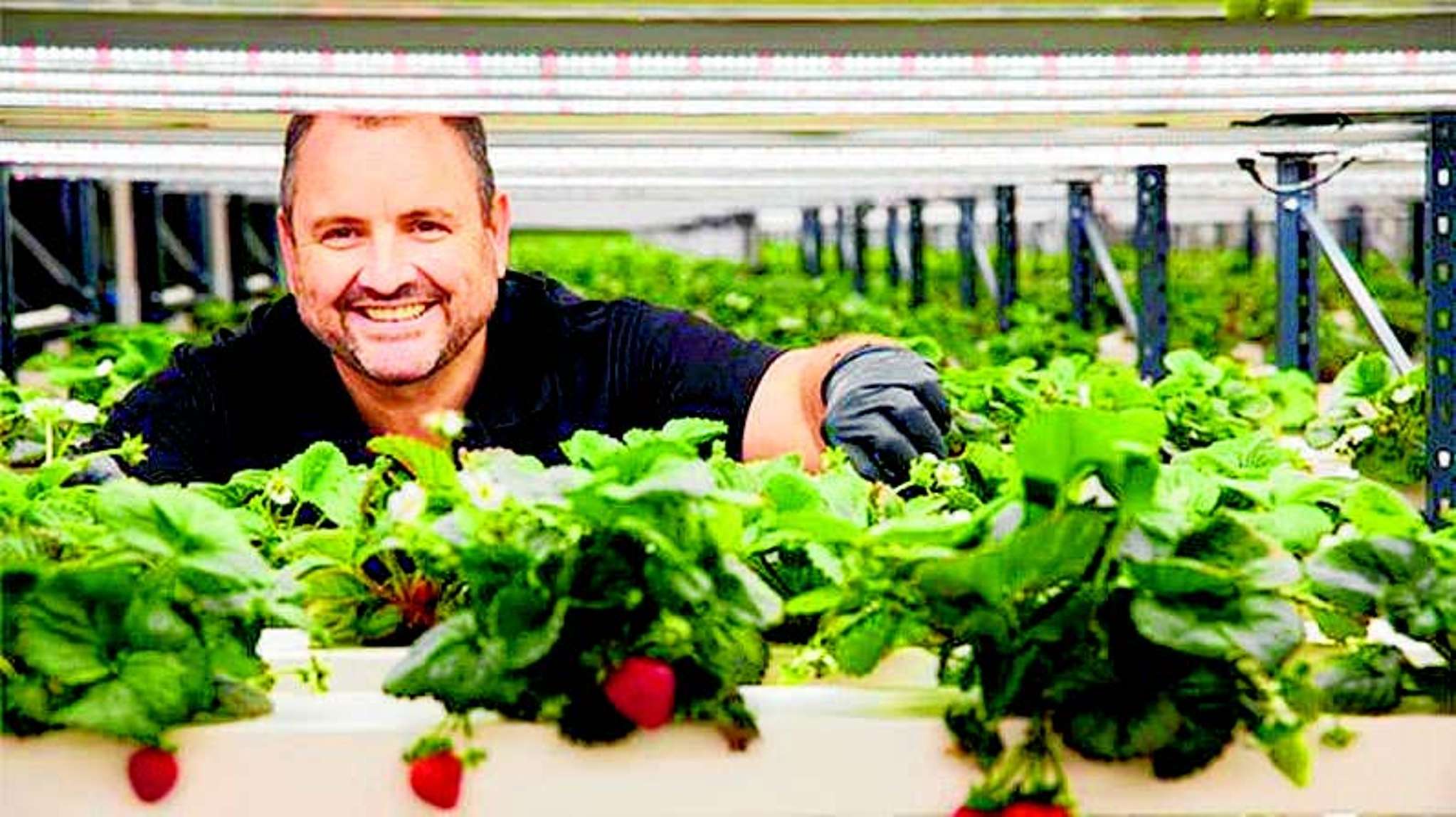 Vertical strawberry farm scales up