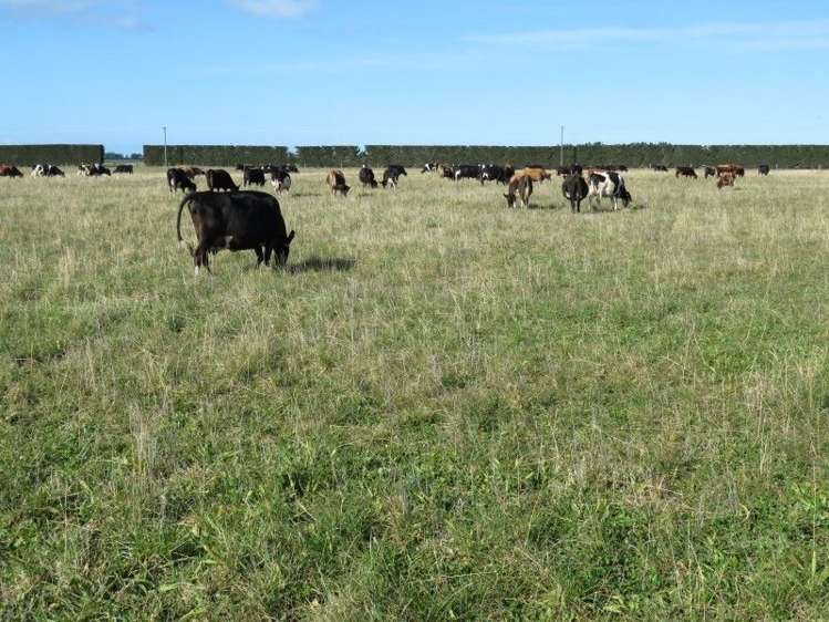 1035 Newland Road Clandeboye_8