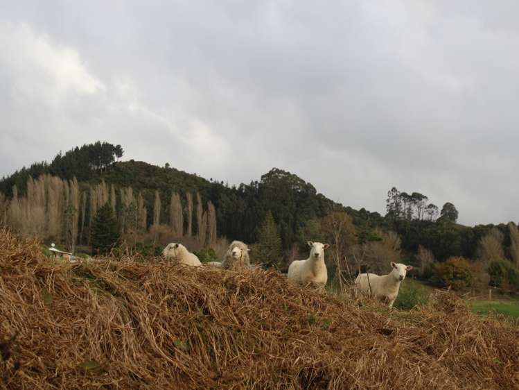 7 Grey Street Te Kuiti_7