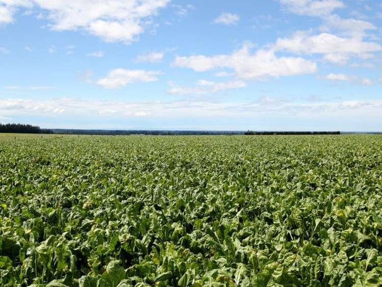 149 Mclennans Bush Road Methven_5