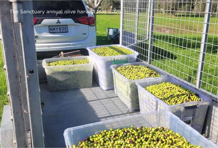 157 Robert Hastie Drive Mangawhai_37