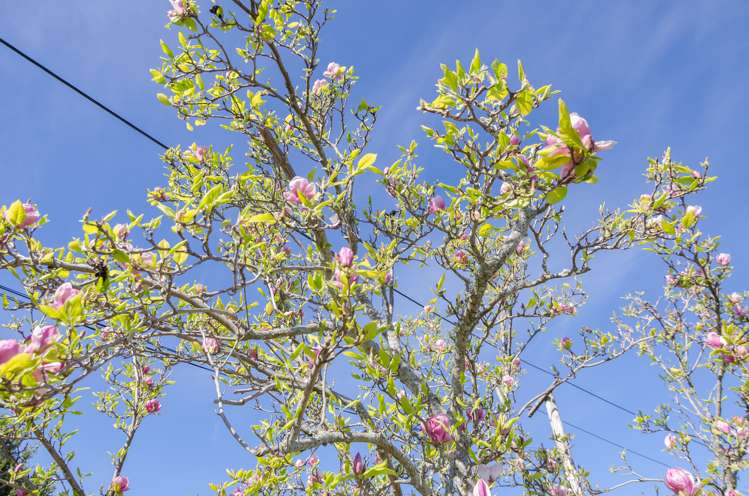 20 Victoria Street Masterton_19