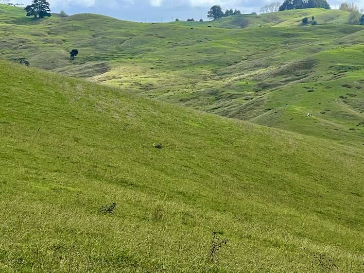 426 Mangarata Block Road Arapohue_17