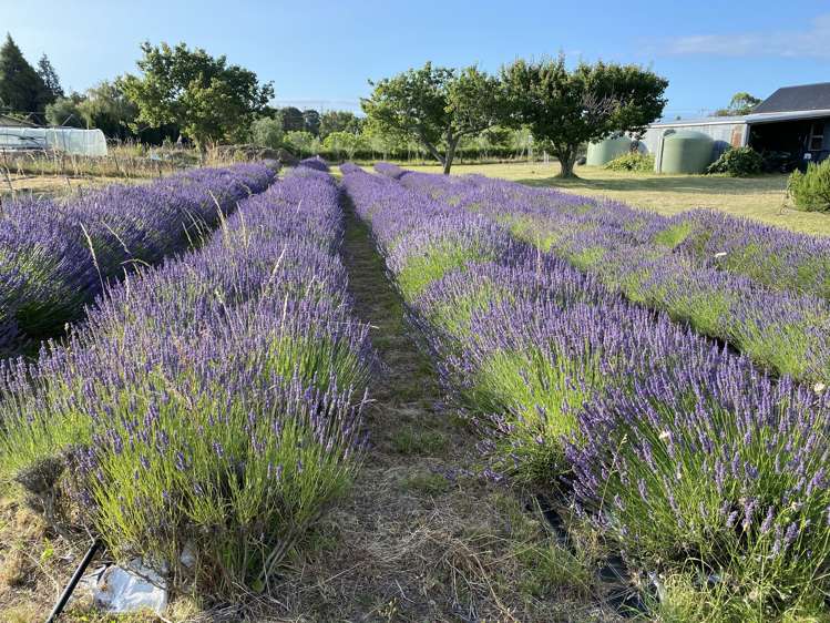 11 Mount Heslington Road Brightwater_2