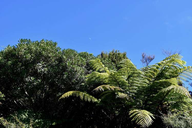 Lot 1 South Terrace Road Karamea_14