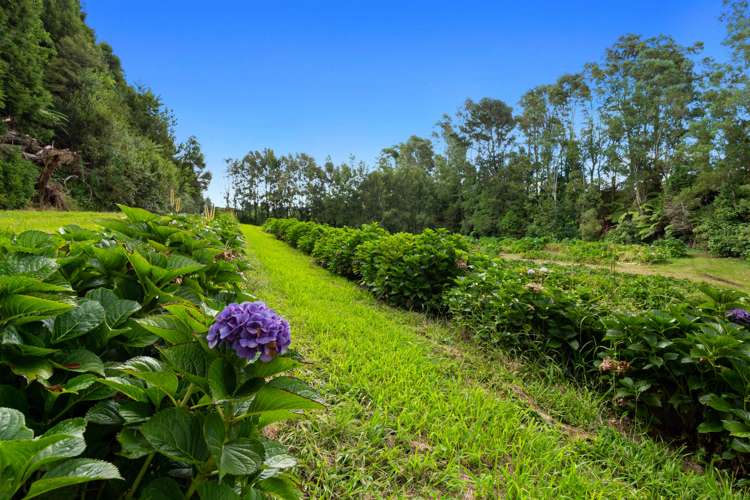 Pine Ridge Lane Aongatete_10