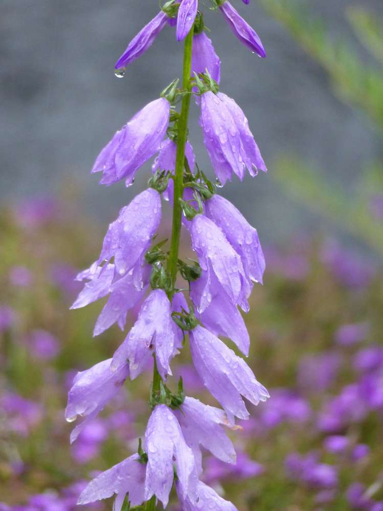 53 Kitewaho Road Swanson_71