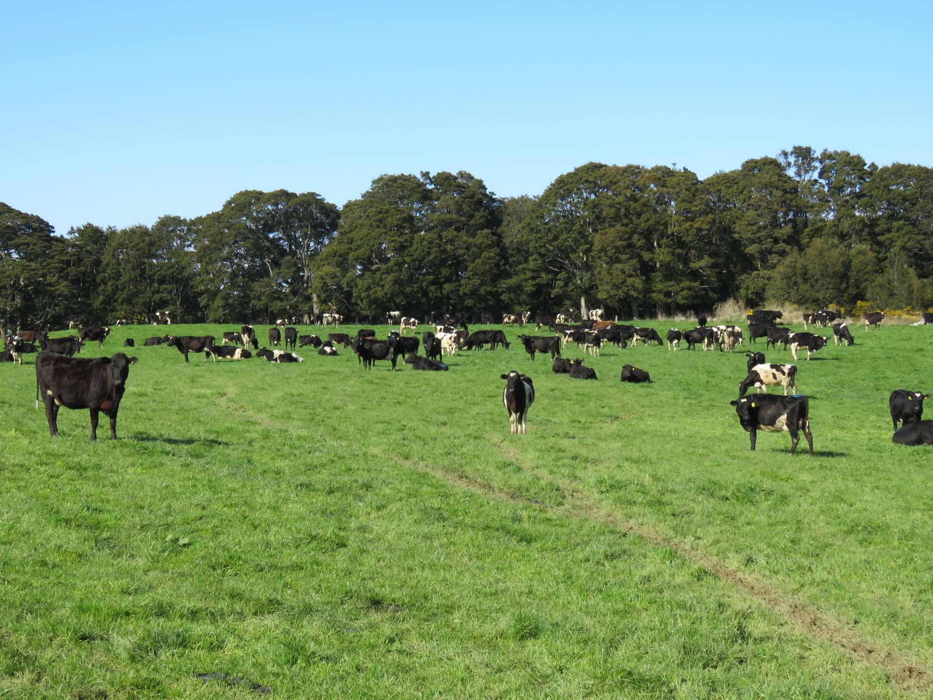 815 Pourakino Valley Road Pourakino Valley_0