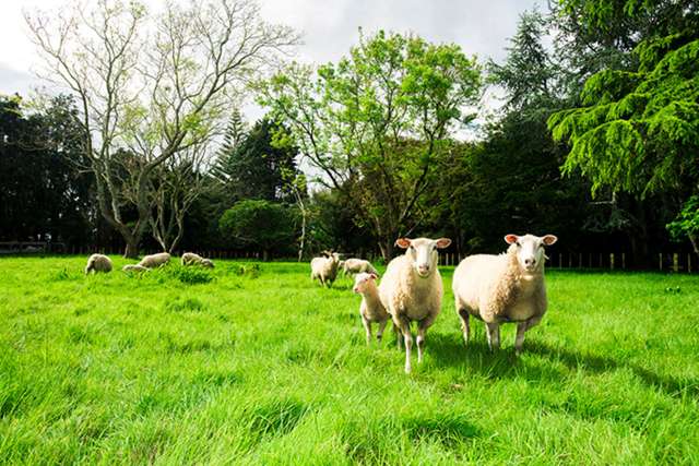 42 Wharekopae Road Patutahi_3