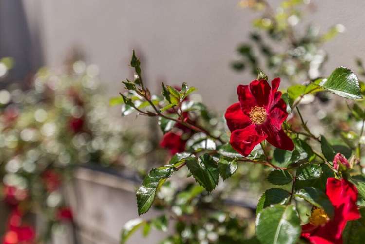 17a Furlong Crescent Churton Park_19