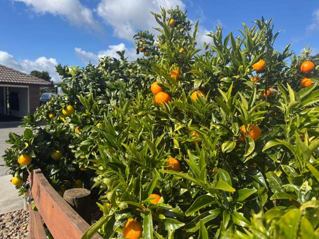 Free 1kg of Citrus Fruit with Each Viewing!