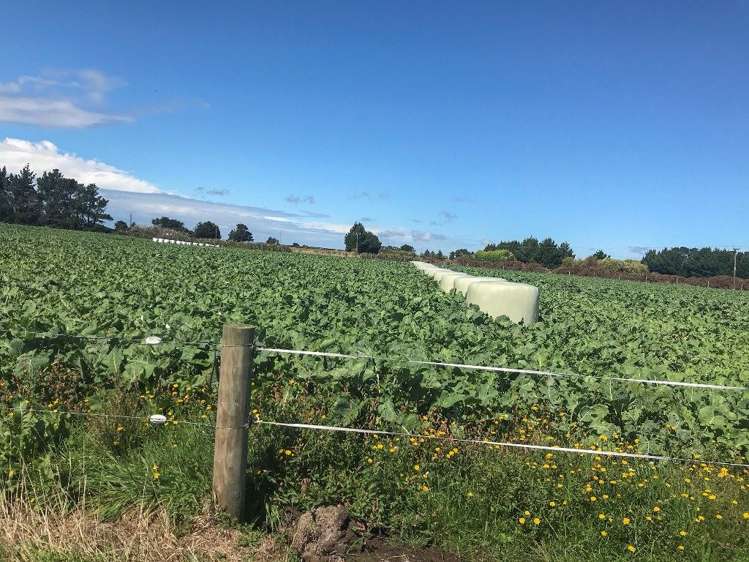 112 Kennington Waimatua Road Kennington_25