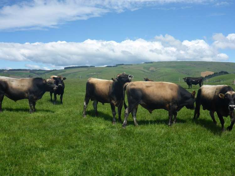 902 Moa Flat Road Ettrick_15