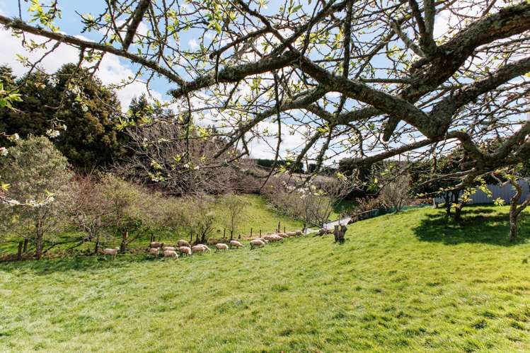 286 Paerata Ridge Road Opotiki_47