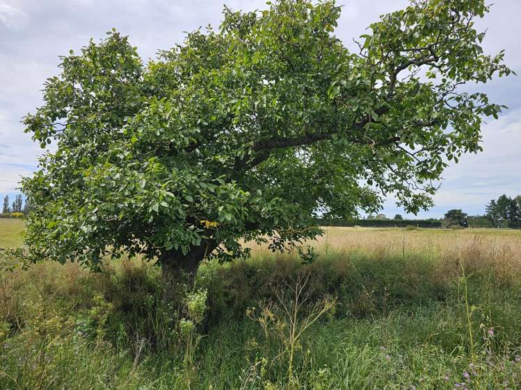 2799 Tram Road West Eyreton_8