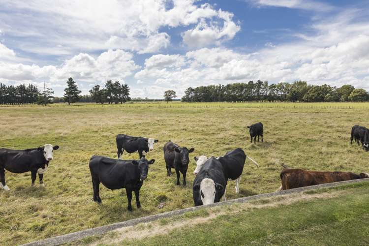 422 Kairanga Bunnythorpe Road Bunnythorpe_23