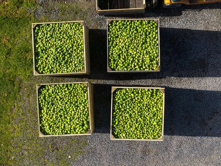 590 Matawai Road Waerengaahika_9