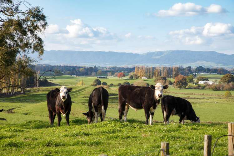 286 Hetherington Road Tirau_30