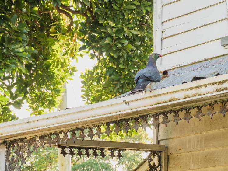11 Rue Balguerie Akaroa_28