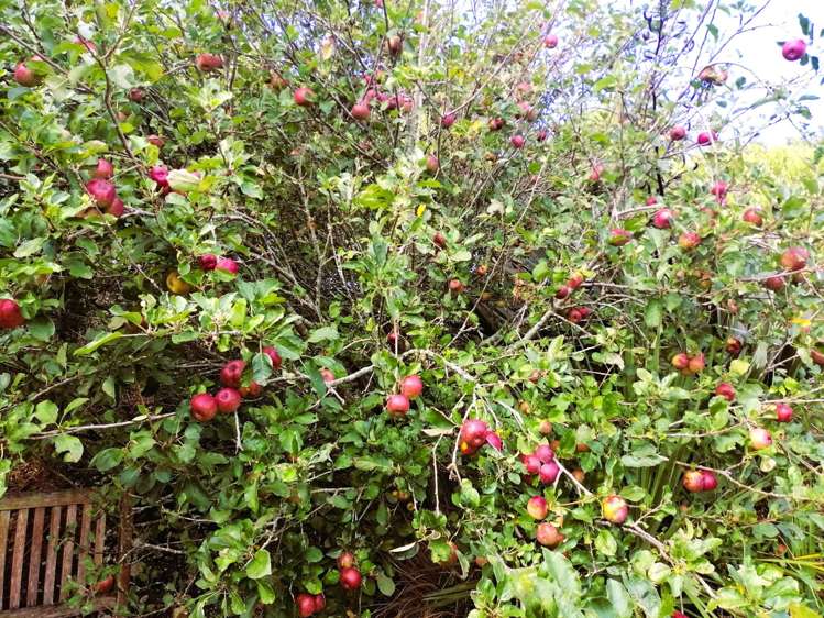 20A Valley View Lane Hakaru_27