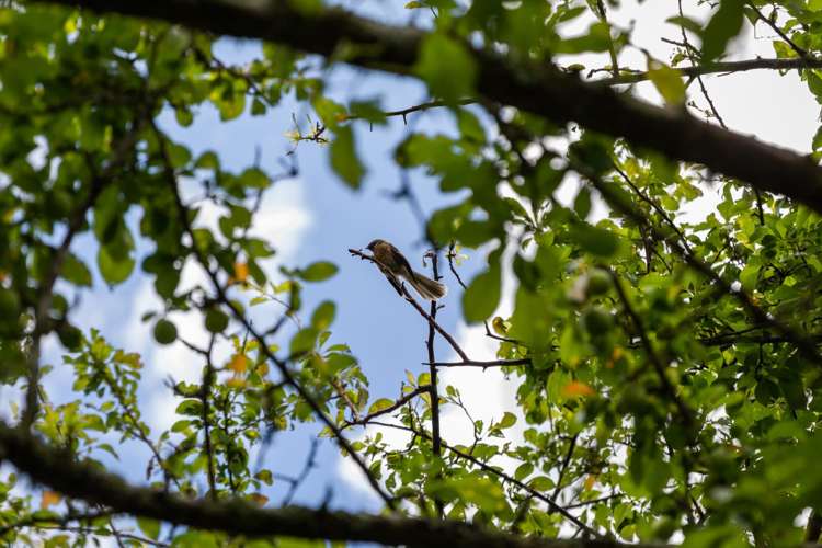 42 Lawrence Road Waihi_24