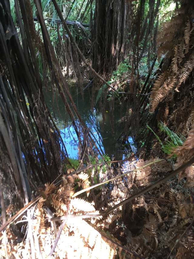 3820 State Highway 1 Towai_3