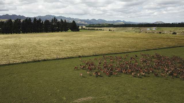 3276 Inland Kaikoura Road Stag And Spey_3