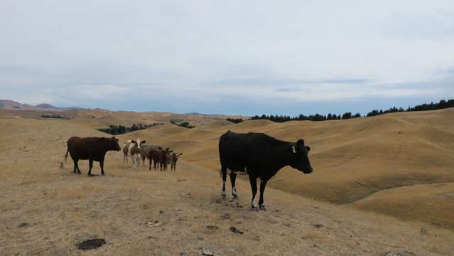 Solar Farm? Wind Farm? Regenerative Farming?