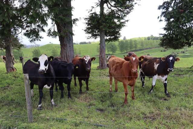 346 Lincoln Road Inglewood_2