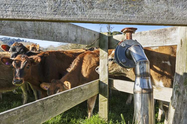 118 Beer Road Tauwhare_12