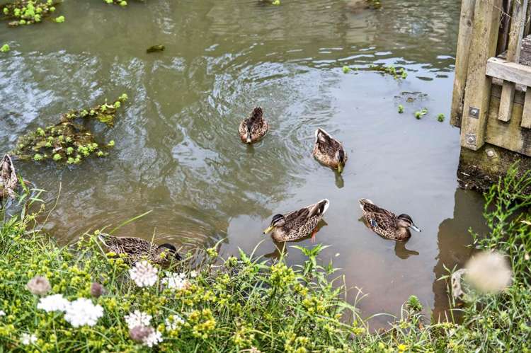 Unit O/9 Lovell Court Rosedale_16