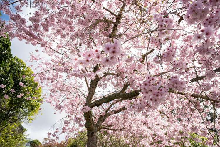 21 Brunette Drive Acacia Bay_43