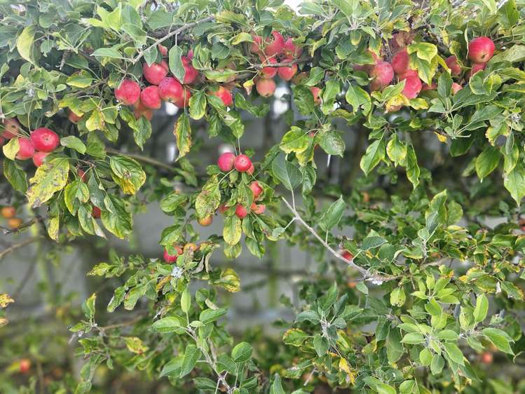 21 Signal Street Marton_32