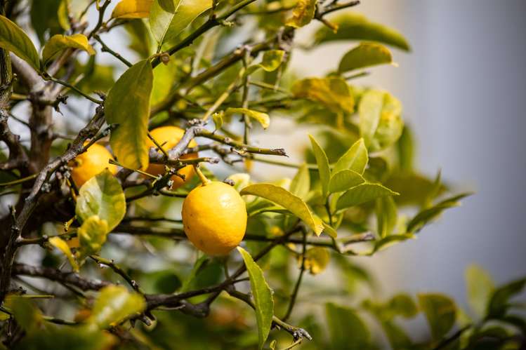 7 Griffiths Place Claudelands_26