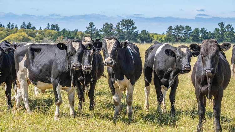 185 Ashworths Road Amberley_17