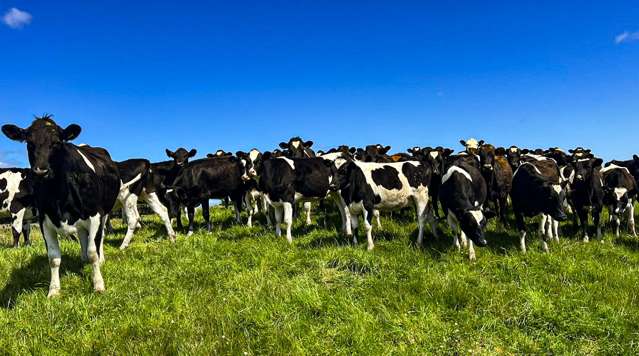 Dairy Grazing Unit with Motivated Vendors