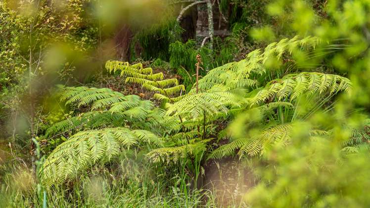 Lot 2/187 Cames Road Mangawhai_11