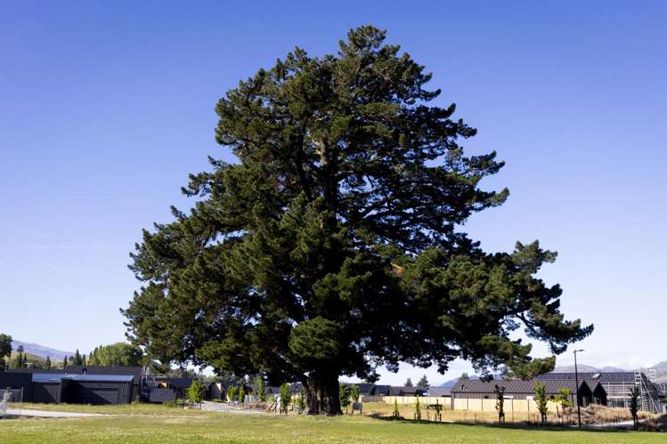 - Wooing Tree - Vintage Rise Cromwell_7