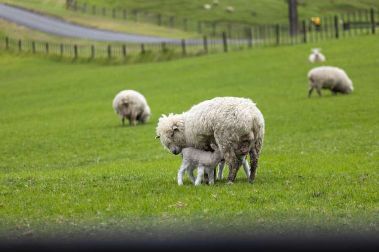 331 Pukapuka Road Warkworth_33