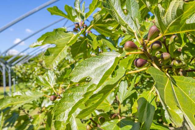 32 Ohinewai Road Ohinewai_4