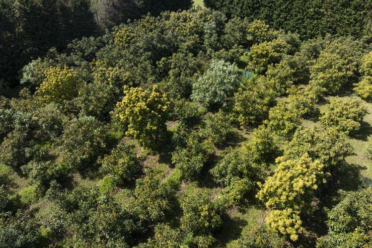 Lot Lot 8/27 Turk Valley Rd Pukenui_6