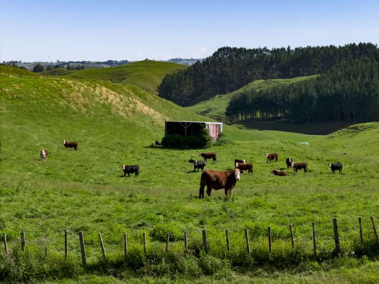 102 Manu Road Te Popo_17