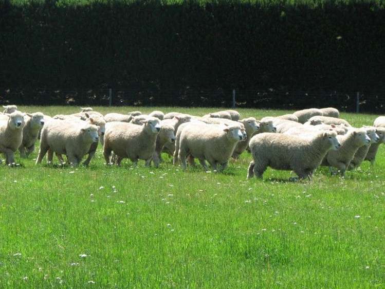 400 Ashburton Staveley Road Greenstreet_15