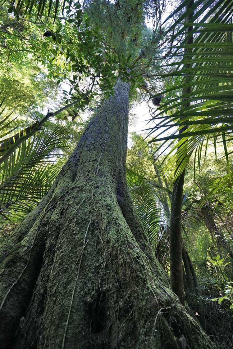 81 Waipa Heights Road Ngaruawahia_26