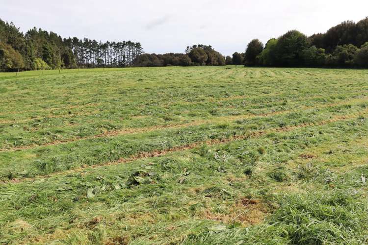 2403 Mountain Road Tariki_29