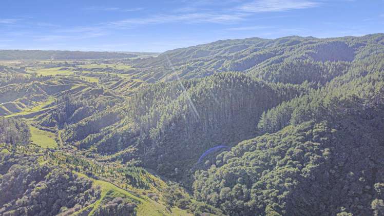 1 State Highway 2 Taneatua_7