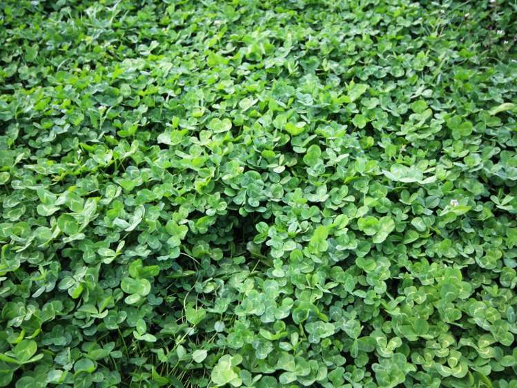 528 Ram Paddock Road Broomfield_15