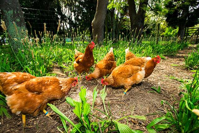 42 Wharekopae Road Patutahi_2